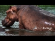 Hippo 9 1883